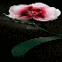 Des fleurs au  gigantisme sais