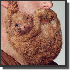 Une barbe particulièrement be