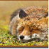 Des renards sauvages dans leur