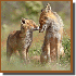 Des renards sauvages dans leur