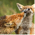 Des renards sauvages dans leur