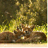 Des renards sauvages dans leur