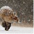 Des renards sauvages dans leur