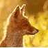 Des renards sauvages dans leur