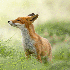 Des renards sauvages dans leur