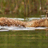 Des renards sauvages dans leur