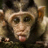 Animaux tellement trognons.
