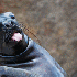 Animaux tellement trognons.