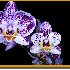Contemplez des fleurs à leur 