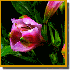 Contemplez des fleurs à leur 
