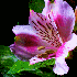 Contemplez des fleurs à leur 