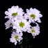 Contemplez des fleurs à leur 