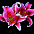 Contemplez des fleurs à leur 