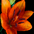 Contemplez des fleurs à leur 