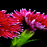 Contemplez des fleurs à leur 