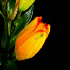 Contemplez des fleurs à leur 