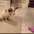 Des chiens qui auraient...
