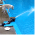 Des chiens qui auraient...