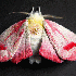 Des broderies multicolores de 