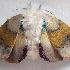 Des broderies multicolores de 