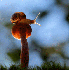 Visitez le monde  miniature de