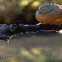 Visitez le monde  miniature de
