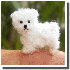 D’adorables animaux miniatur