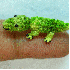 D’adorables animaux miniatur