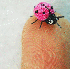 D’adorables animaux miniatur