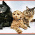 Les animaux les plus mignons d