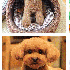 Les animaux les plus mignons d