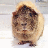Les animaux les plus mignons d