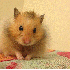 Les animaux les plus mignons d