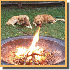 Les chiens ont l’art de pren
