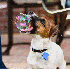 Les chiens ont l’art de pren