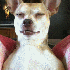 Les chiens ont l’art de pren