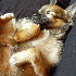 Les chiens ont l’art de pren