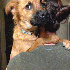 L'affection des chiens pour le
