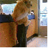 L'affection des chiens pour le