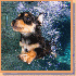 D'adorables chiots qui sautent