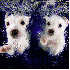 D'adorables chiots qui sautent