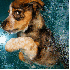 D'adorables chiots qui sautent