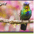 Pelage Des Colibris aux mille 
