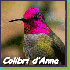 Pelage Des Colibris aux mille 