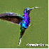 Pelage Des Colibris aux mille 
