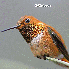 Pelage Des Colibris aux mille 