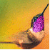 Pelage Des Colibris aux mille 