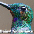 Pelage Des Colibris aux mille 