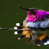 Pelage Des Colibris aux mille 