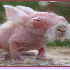 animaux totalement méconnaiss